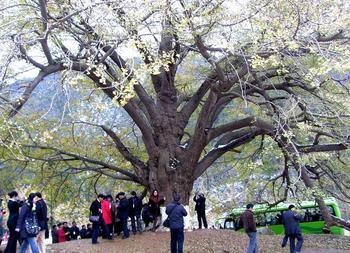 中國銀杏節(jié)