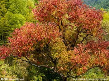 烏桕紅葉文化旅游節(jié)