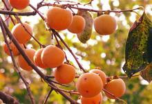 中國羅田甜柿節(jié)