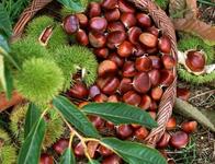 羅田板栗節(jié)