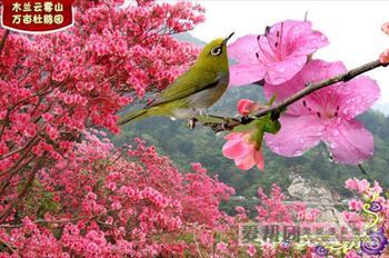 木蘭云霧山杜鵑節(jié)