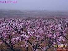 隨州隨縣尚市鎮(zhèn)桃花節(jié)