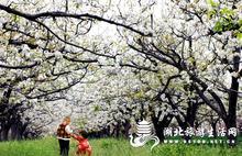 老河口梨花節(jié)