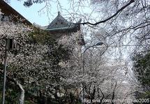 武漢櫻花節(jié)