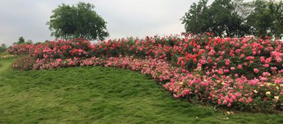 2015武漢首屆木蘭玫瑰節(jié)